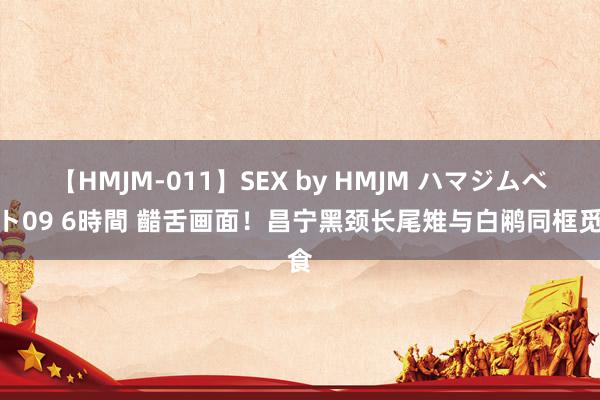 【HMJM-011】SEX by HMJM ハマジムベスト09 6時間 齰舌画面！昌宁黑颈长尾雉与白鹇同框觅食