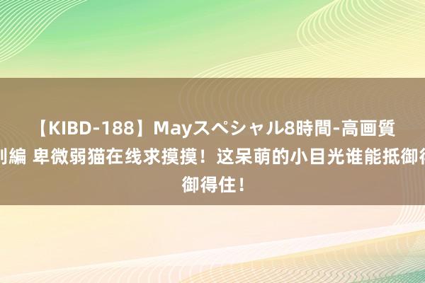 【KIBD-188】Mayスペシャル8時間-高画質-特別編 卑微弱猫在线求摸摸！这呆萌的小目光谁能抵御得住！